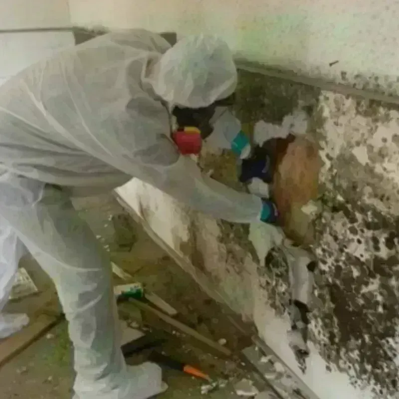 Mold Remediation and Removal in High Bridge, NJ